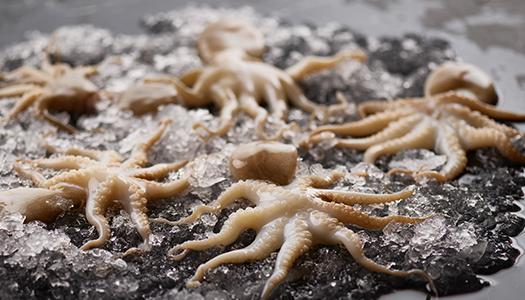 Octopus Have Ink Octopus Ink Benefits