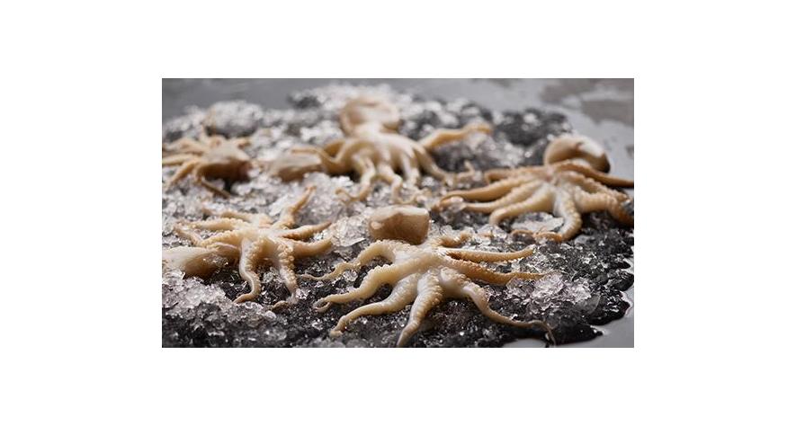 Sources: Octopus