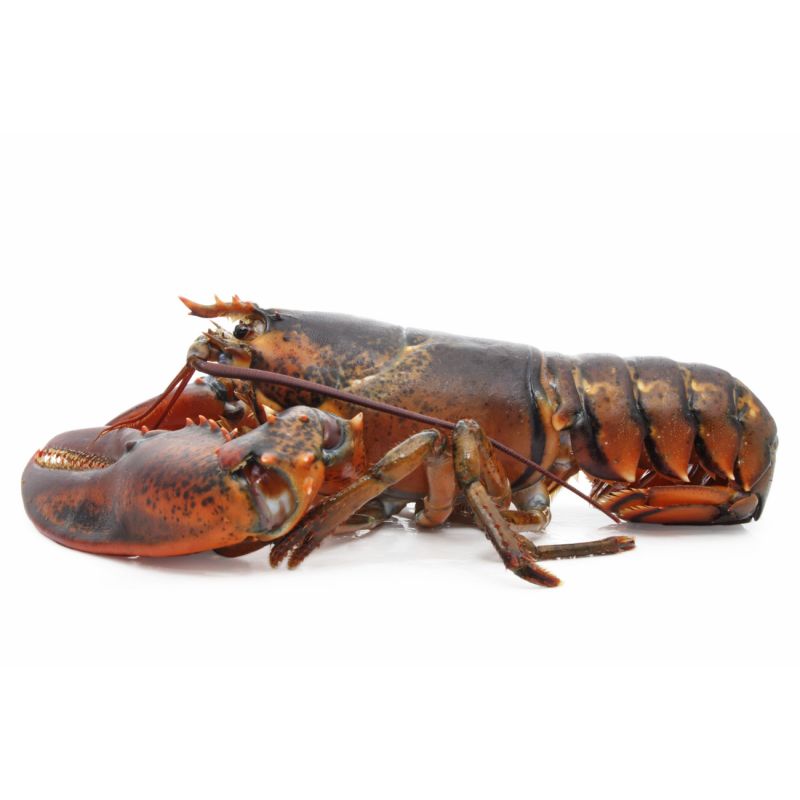 Wild Caught Large Live Lobster | Citarella