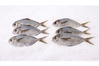 Butterfish Whole