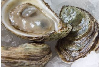 Beausoleil Oysters