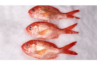 New Zealand Red Snapper Whole