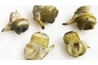 Scungilli (Conch)
