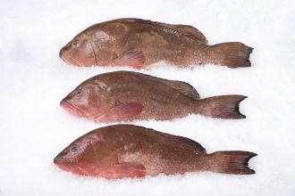 Grouper Whole