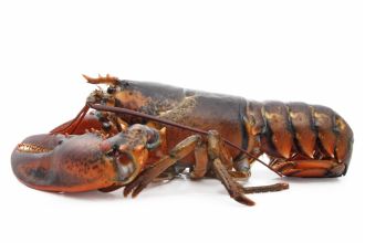 Small Live Lobsters
