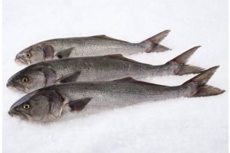 Bluefish Whole