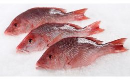 Red Snapper Whole