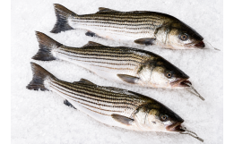 Striped Bass Whole
