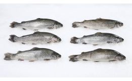 Rainbow Trout Whole 