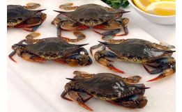 Fresh Wild Soft-Shell Crabs