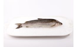 Whitefish Whole
