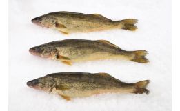 Whole Pike 