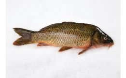 Carp Whole