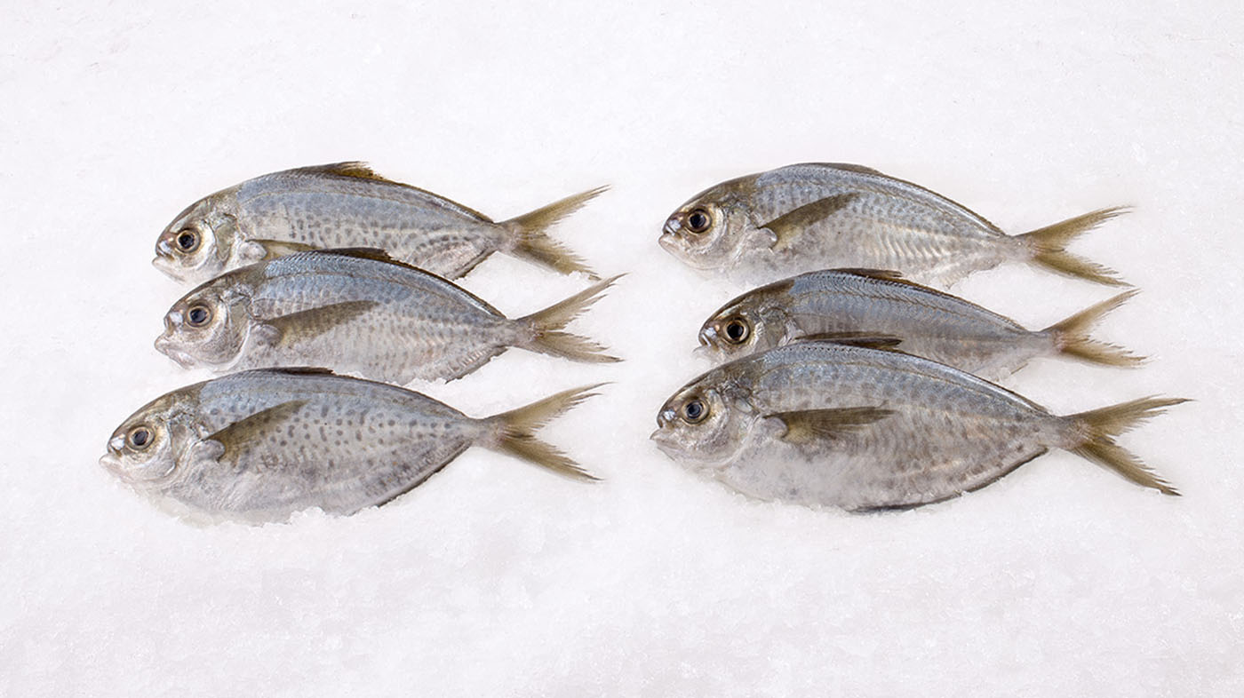 Wild Butterfish Whole (3-5 in a lb)