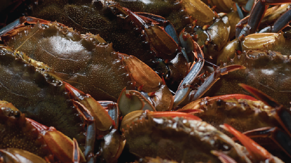 Buy fresh soft shell crabs online Premium soft shell crabs delivered to your door Order soft shell crabs for your next seafood meal Delicious soft shell crabs perfect for frying Shop high quality soft shell crabs today Fresh seafood soft shell crabs for s Fresh soft shell crabs ready for cooking Whole soft shell crabs cleaned and prepared Golden fried soft shell crabs on a plate Soft shell crab sandwich with lettuce and sauce Fresh Maryland soft shell crabs close up Soft shell crabs seafood market display