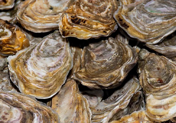 Citarella Oysters