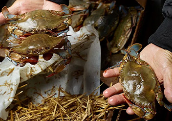 Recipe: Joe Gurrera&rsquo;s Soft-Shell Crabs