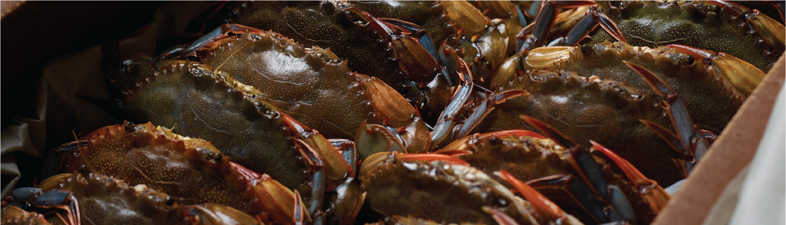 Buy fresh soft shell crabs online Premium soft shell crabs delivered to your door Order soft shell crabs for your next seafood meal Delicious soft shell crabs perfect for frying Shop high quality soft shell crabs today Fresh seafood soft shell crabs for s Fresh soft shell crabs ready for cooking Whole soft shell crabs cleaned and prepared Golden fried soft shell crabs on a plate Soft shell crab sandwich with lettuce and sauce Fresh Maryland soft shell crabs close up Soft shell crabs seafood market display